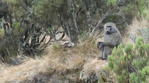 Affen am Mount Meru Affen am Mount Meru