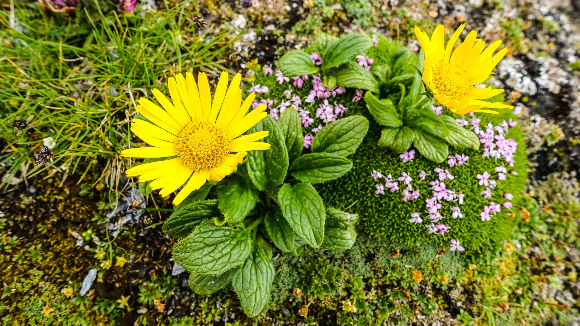 Blumen auf der Tour du Mont Blanc Blumen auf der Tour du Mont Blanc