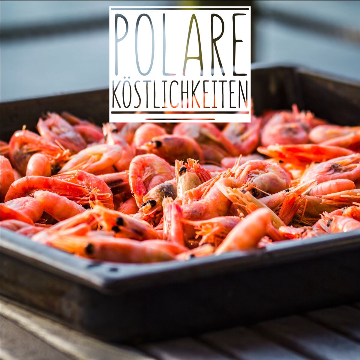fangfrische-shrimps-aus-dem-lyngenfjord-waehrend-der-gefuehrten-skitourenwoche-in-norwegen-1.jpg